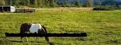 Trustworthy Septic Company Services in Enumclaw, WA