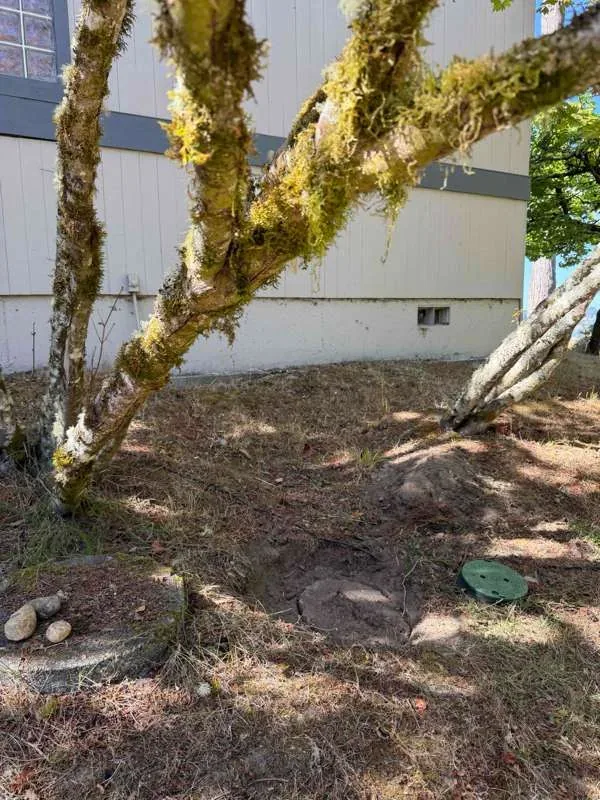 The lids located under the trees, one lifted clear and the ground opened up around it.