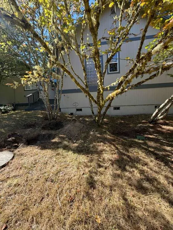 The side of the house with the septic area under the trees and the ground disturbed where the tanks were located.