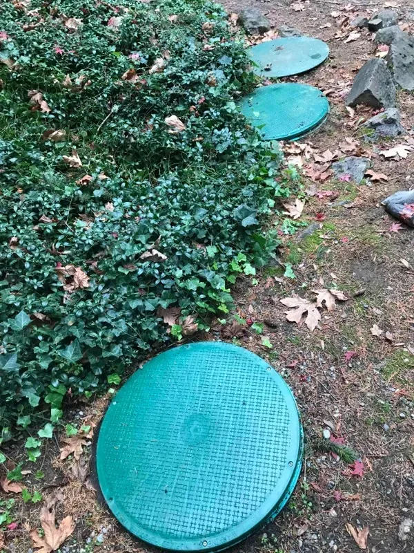 Green tank lids at ground level among the ivy and leaf litter.