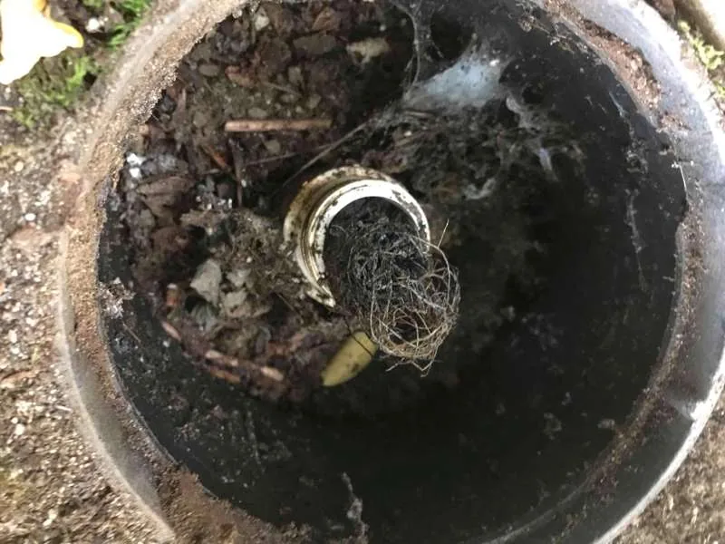 Root intrusion inside the riser, growing in around the pipe where the riser meets the tank.