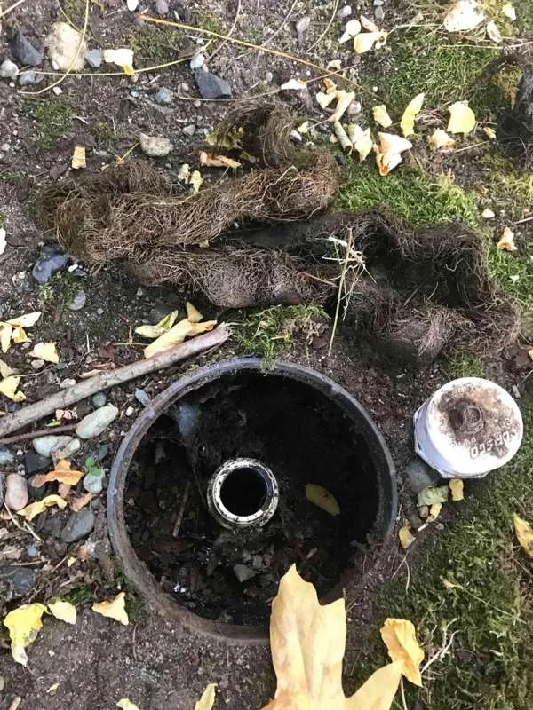 Roots pulled out of the riser and laid on the ground beside it, with the lid set aside.