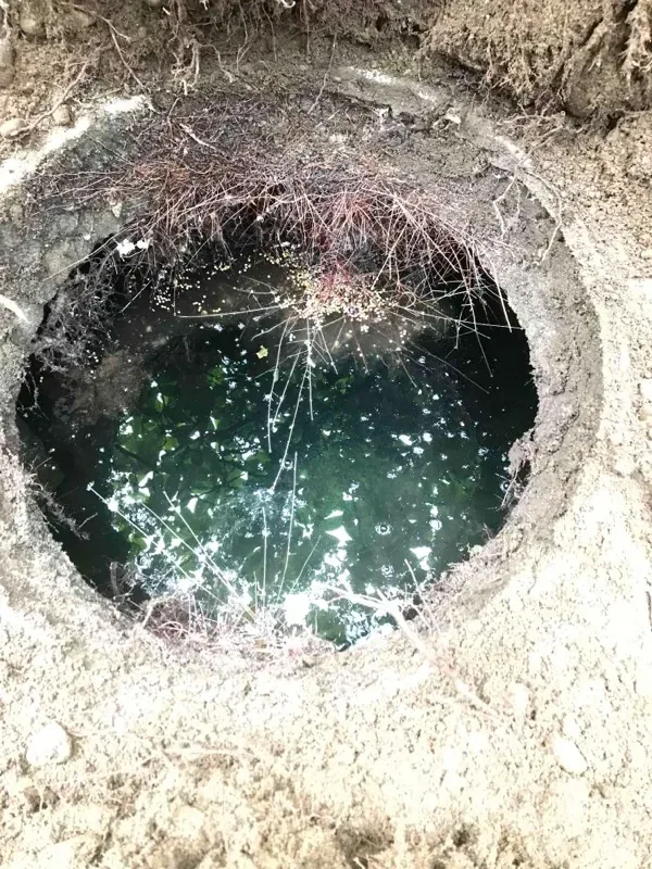 Fine roots spreading right across the water surface inside the opened septic tank.