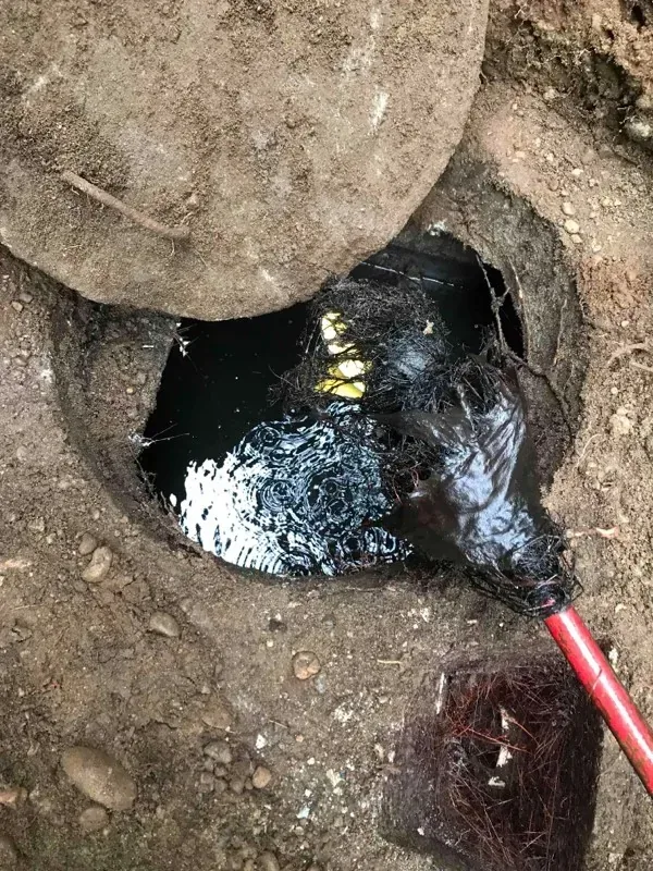 A wet clump of roots lifted out of a tank opening on the end of a tool, with the lid slid aside.