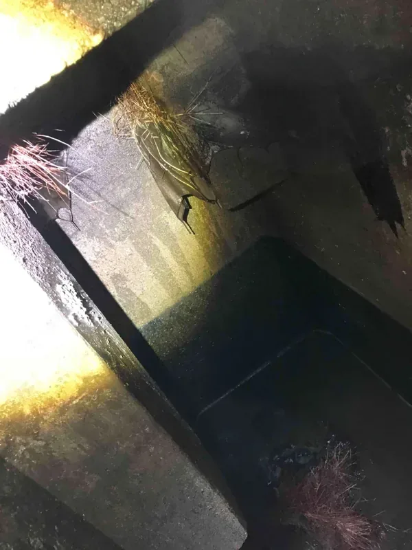 Looking down through a tank opening at the inside wall, with roots hanging through the gap around the lid.