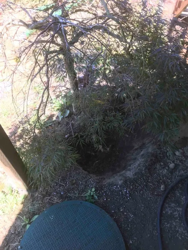 The excavation beside the deck, dug in under the branches of a small tree.