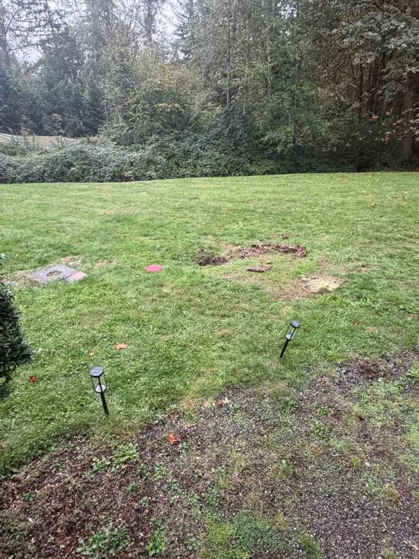 Patches of disturbed ground across the lawn, with a concrete lid at the left.