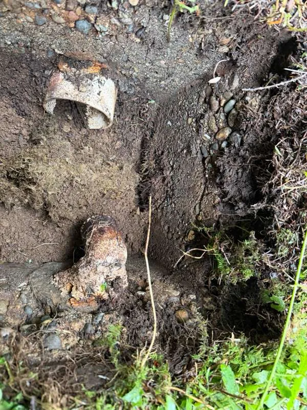 The two pipe stubs at the distribution box, cut back in the excavation with roots through the surrounding soil.